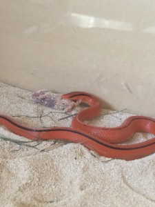 Thai Red Mountain Rat Snake